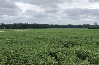 269.48+/- Acres in Greene County