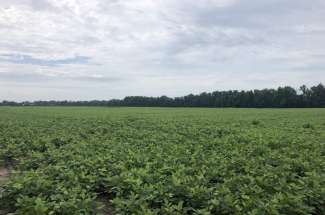 349.35+/- Acres in Greene County