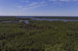 552.21 +/- Acres of Hyde County Bear Hunting Paradise